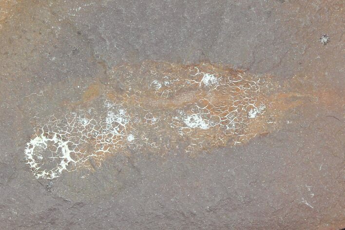 Fossil Sea Cucumber (Achistrum) - Mazon Creek #120937